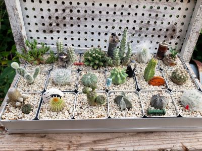 画像: 限定☆小さな四角の器寄せ植えキット-コンプリート（22-7）