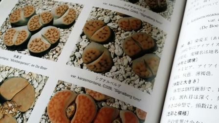 画像: THE LITHOPS 〜生ける宝石リトープス