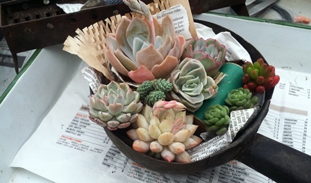 画像: ラブミー(葉が広いタイプ)