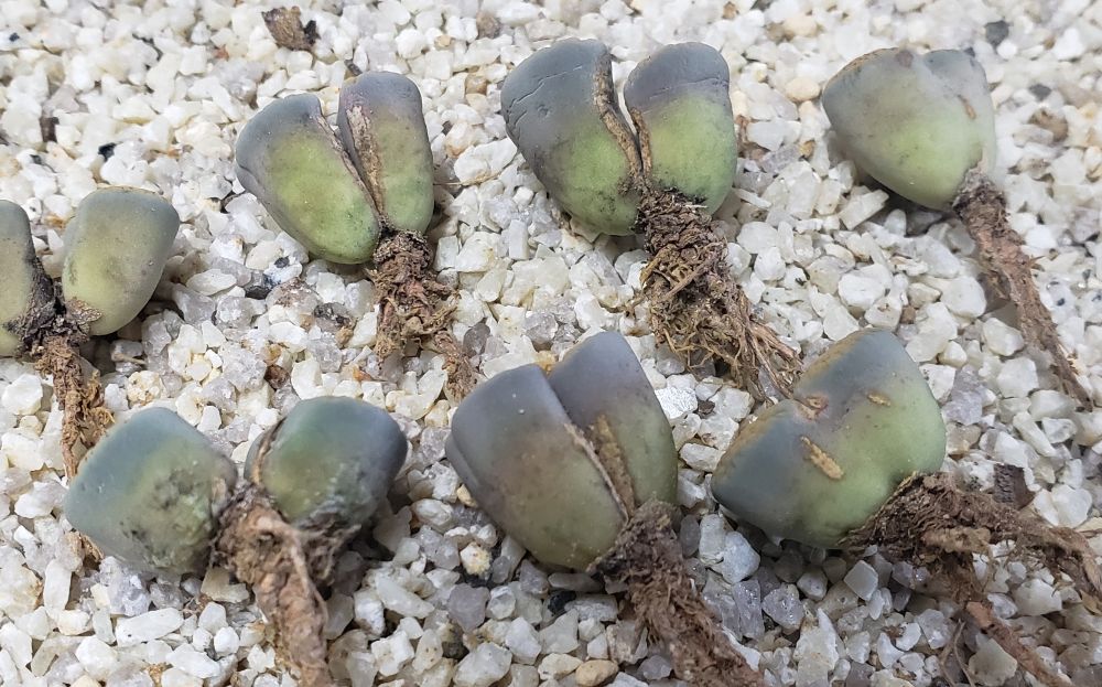 画像: verruculosa 'Verdigris' ex SH/2H【25-9】