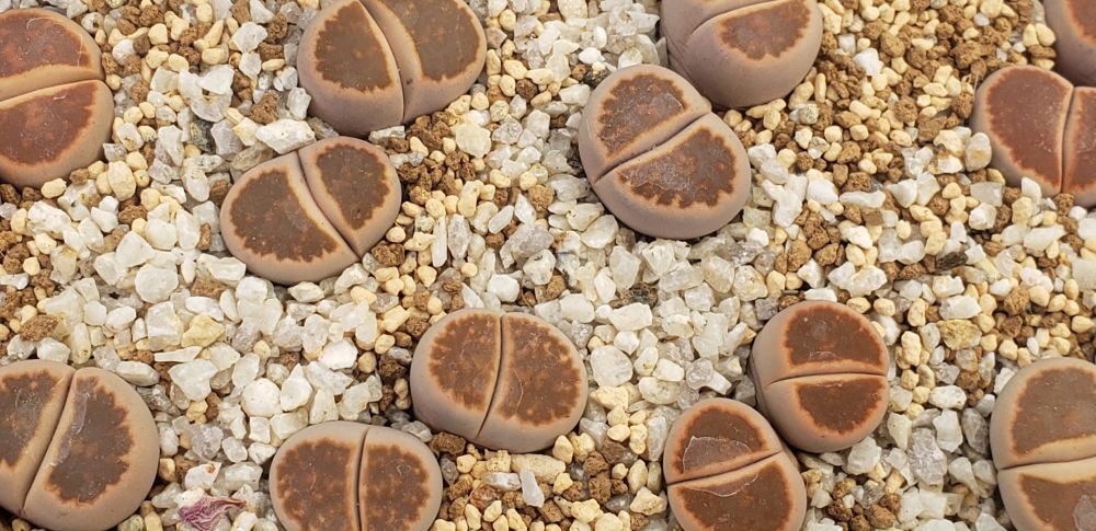 画像1: 窓朱弦玉/2H【26-1】