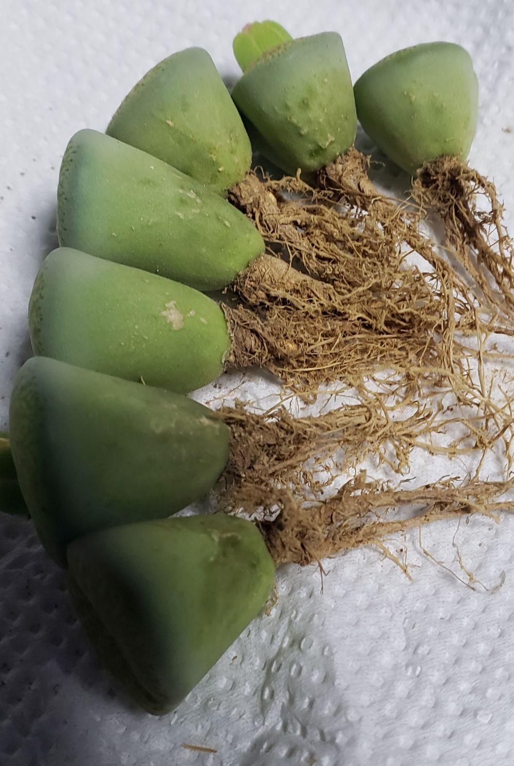 脱皮したらきれいになります/割引きあり