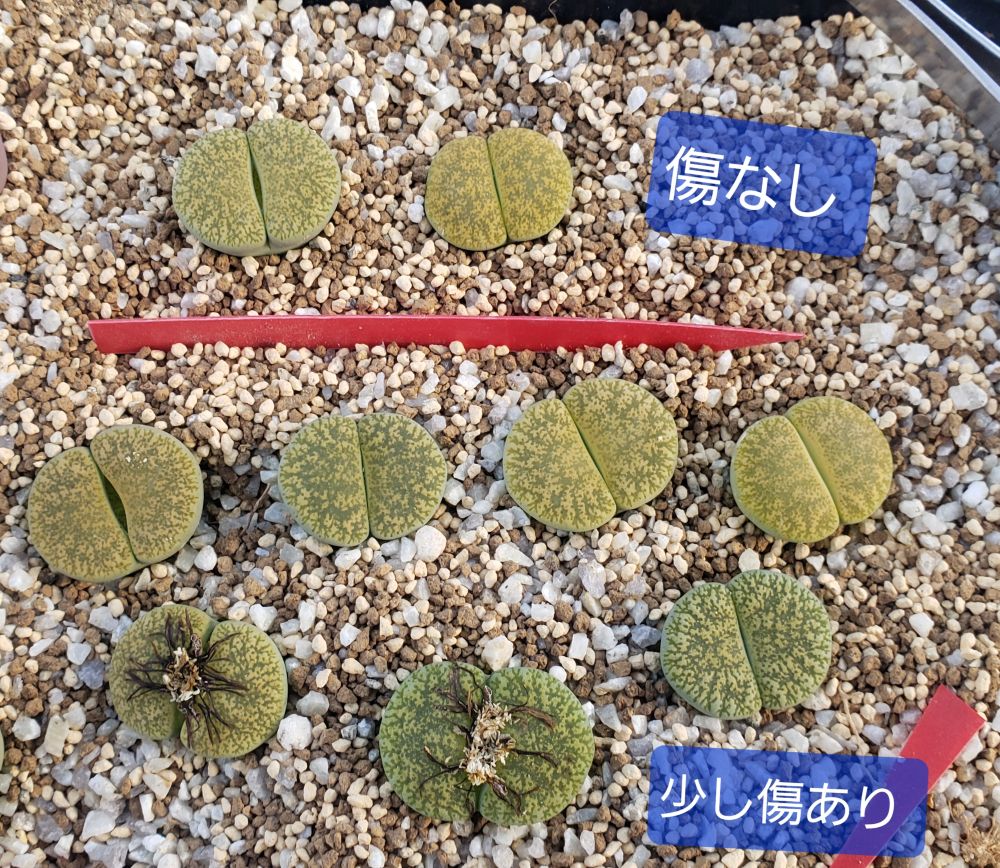 画像1:  C1A Venter green 緑弁天玉【26-1】