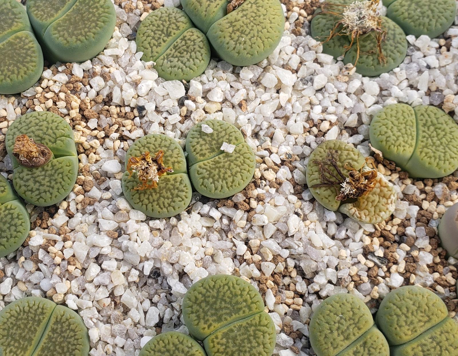 画像1: Annarosa アンナローサ/2H【26-1】