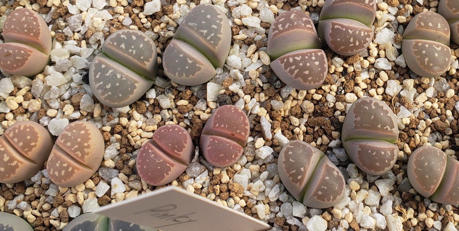 画像1: C403 v.nebrownii /2H【26-1】