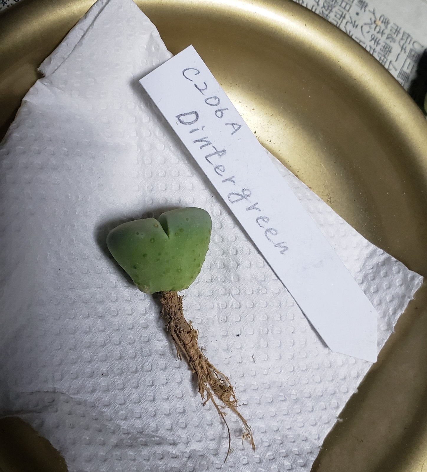 画像: Dintergreen' C206A【26-1】