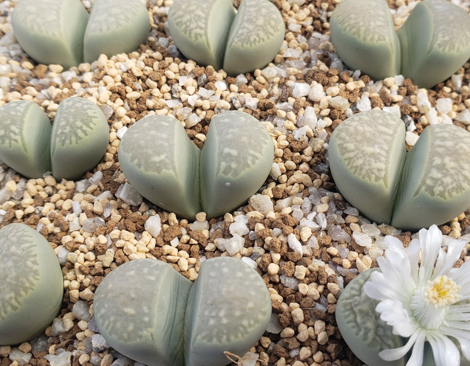 画像1: Polepsky Smaregd【26-1】