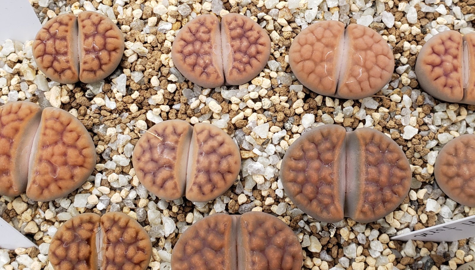 画像1: C182 tischeri【26-1】