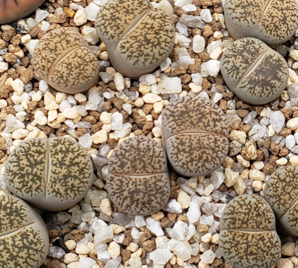 画像1: C341 lesliei Kimberley form /2H　【26-1】