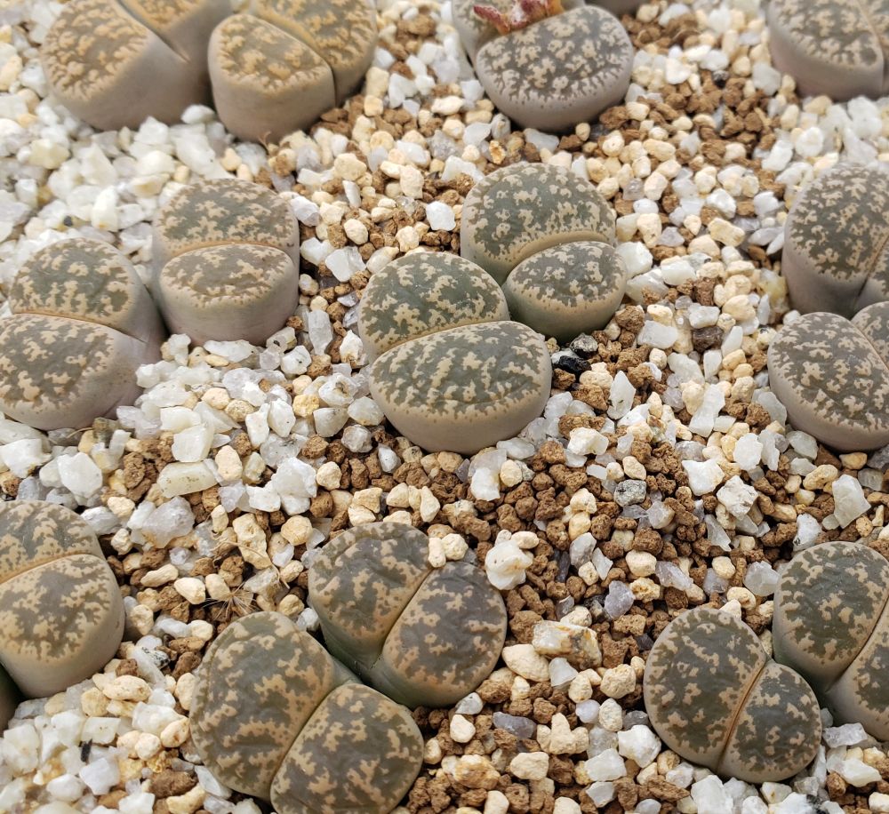 画像1: C352 lesliei /2H【26-1】