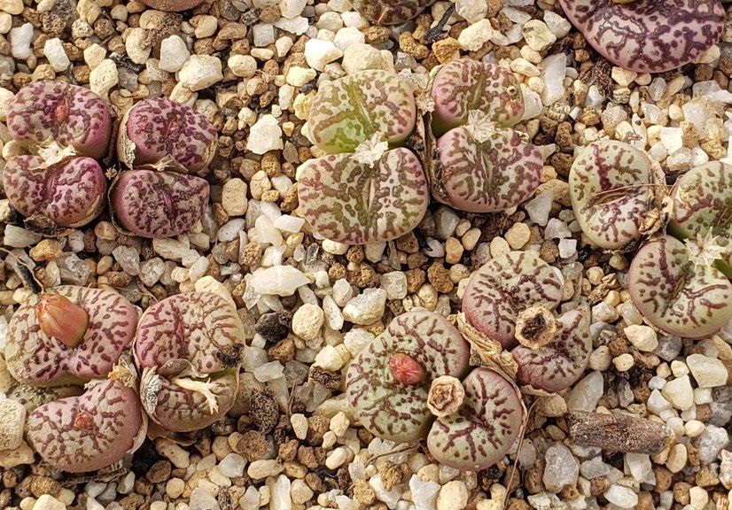 画像2: obcordellum picturatum SB622【26-10】