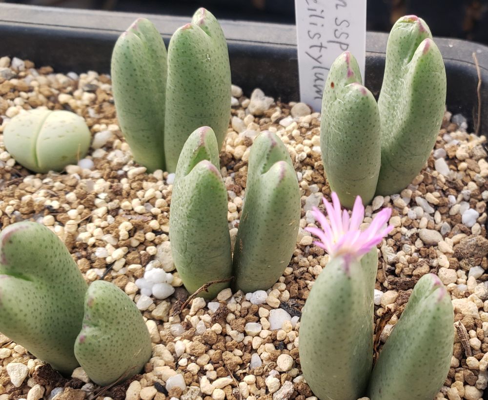 画像1: biobum ssp gracilistylum SB7814/2H【26-10】