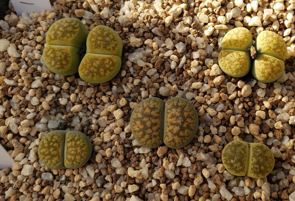 画像1: ex,C229B Chrysoberyl【26-10】
