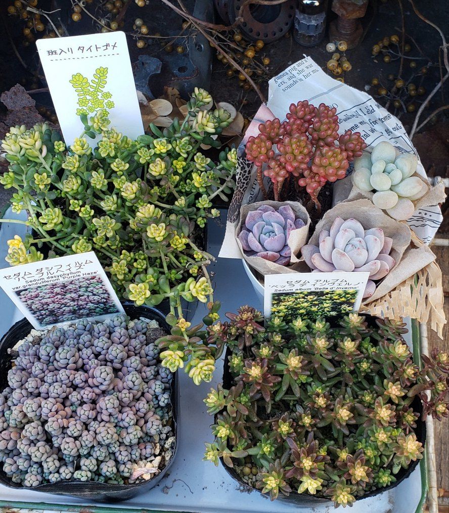 画像1: セダム苗セット-A（26-3）