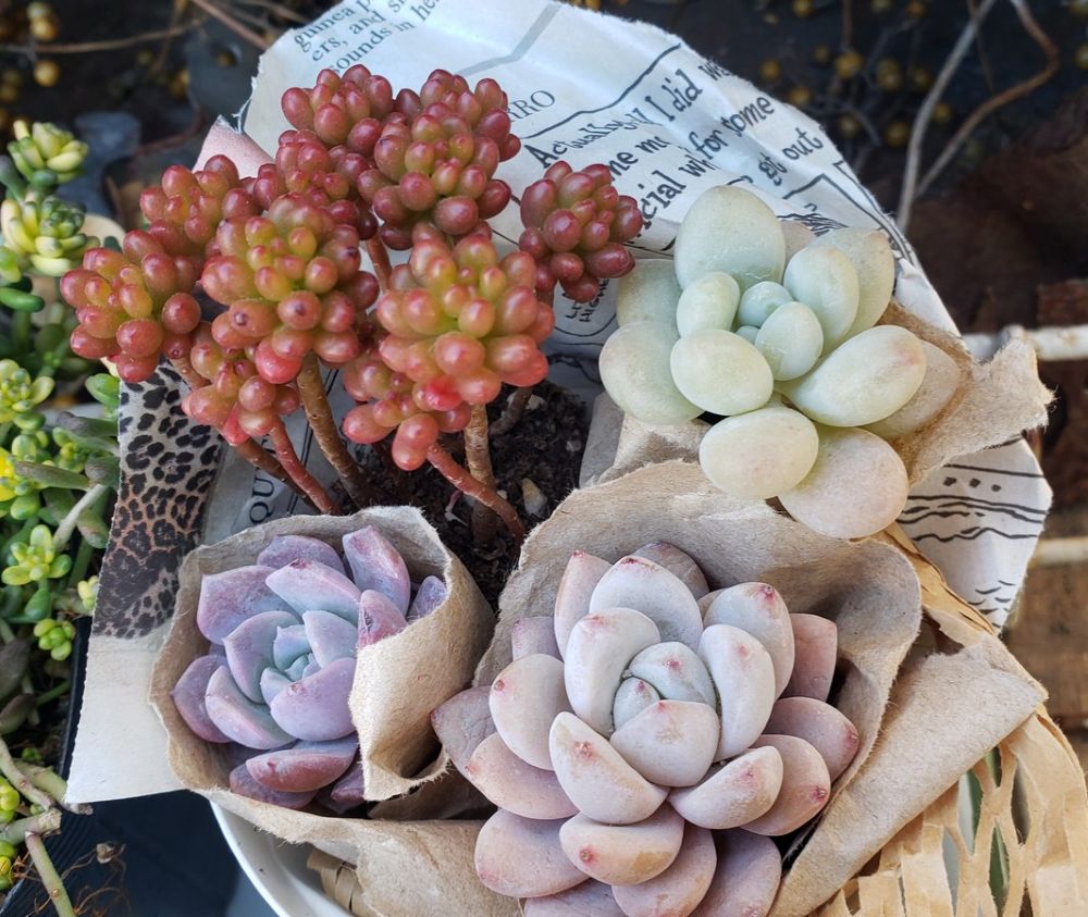 画像2: セダム苗セット-A（26-3）