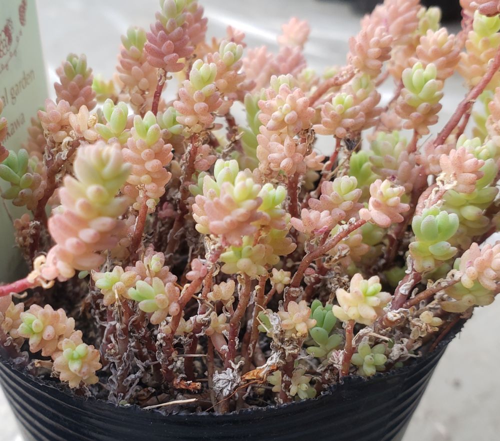 画像: セダム苗セット-C（26-3）