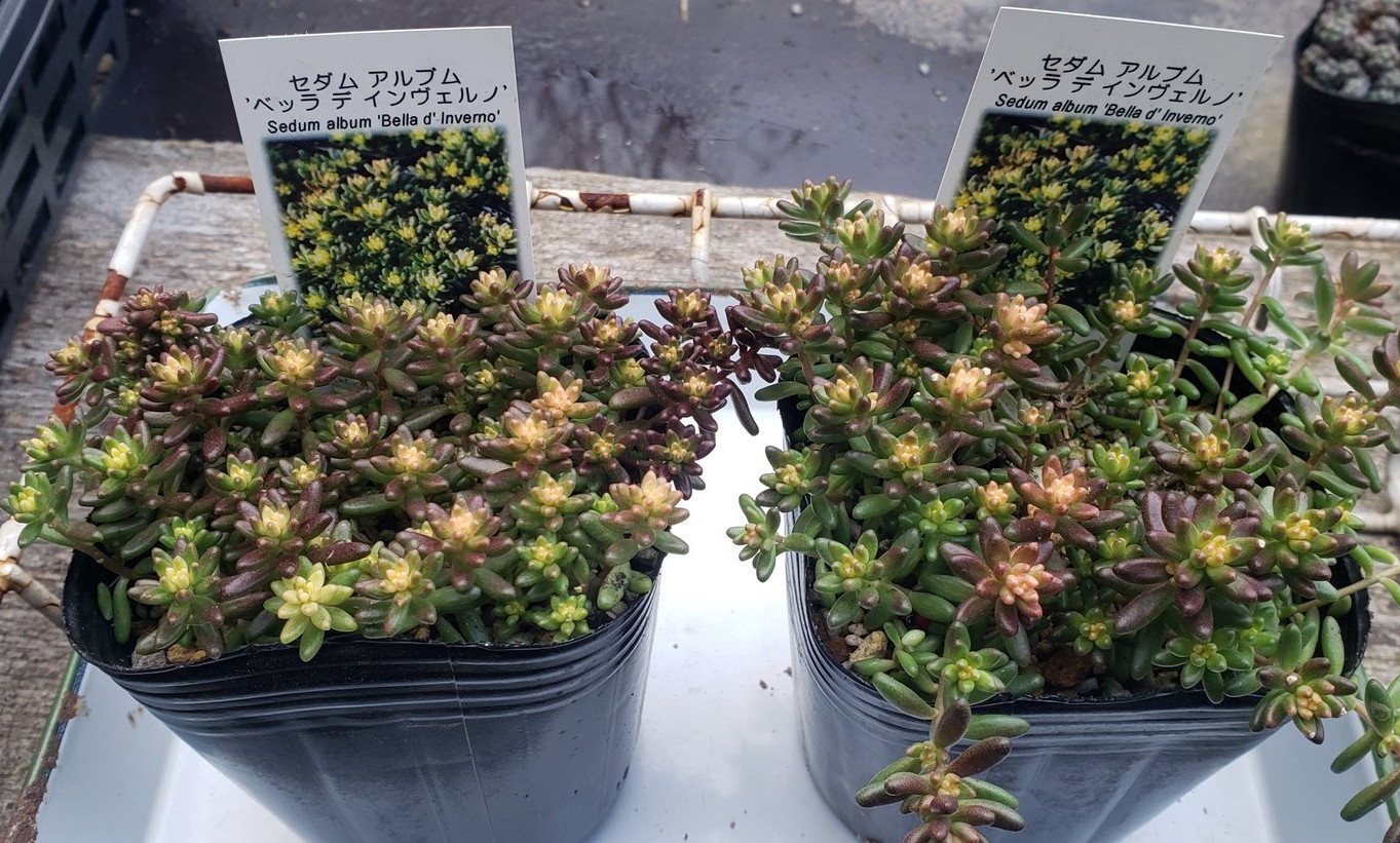 画像3: ベッラディンベルノ/セダム　（26-3）