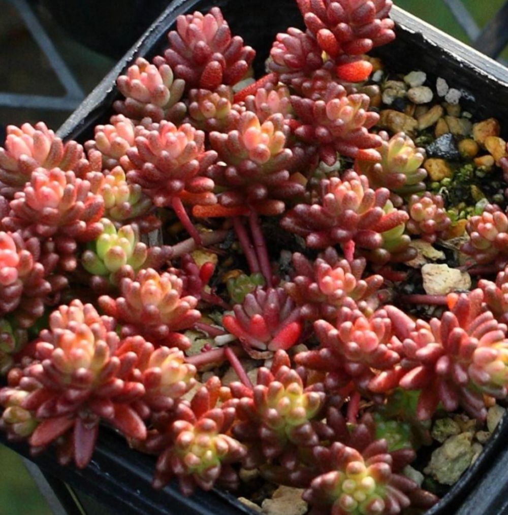 画像: ベッラディンベルノ/セダム　（26-3）