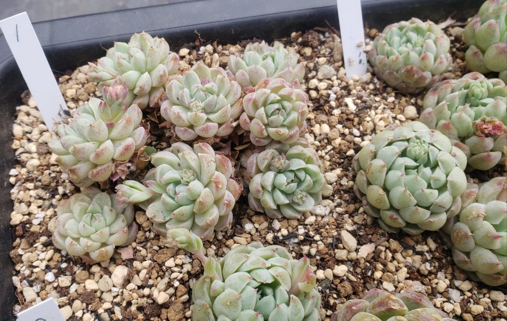 画像12: ラノリンボール/抜き苗（26-4）