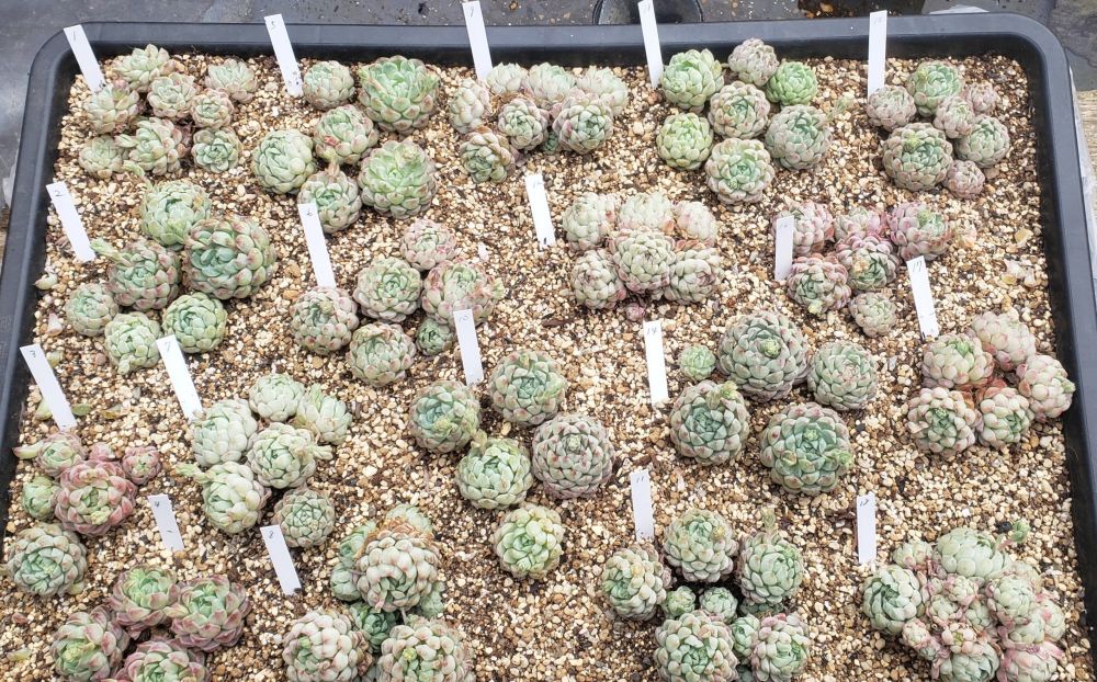 画像1: ラノリンボール/抜き苗（26-4）