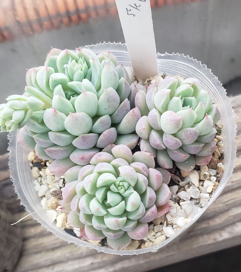 植え付けて根が出てくるとこんな風に綺麗になります。