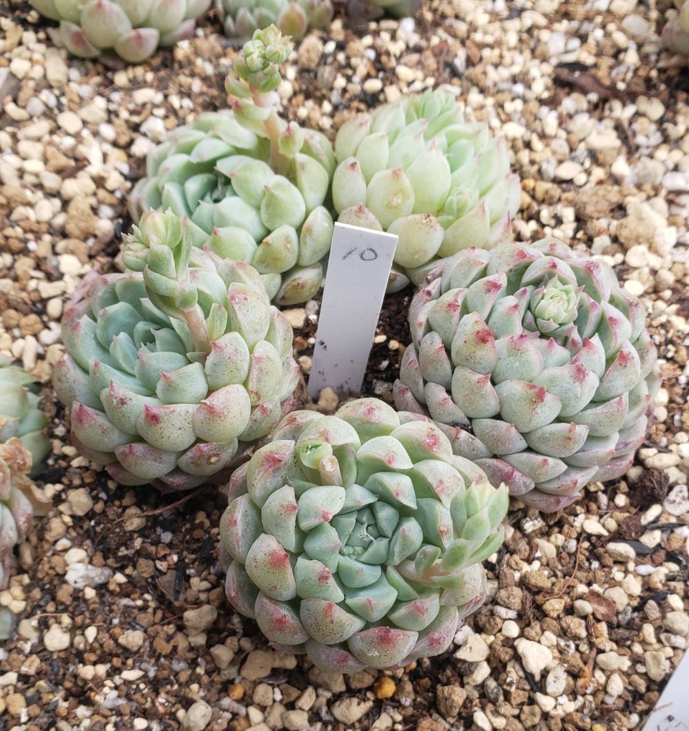 画像11: ラノリンボール/抜き苗（26-4）