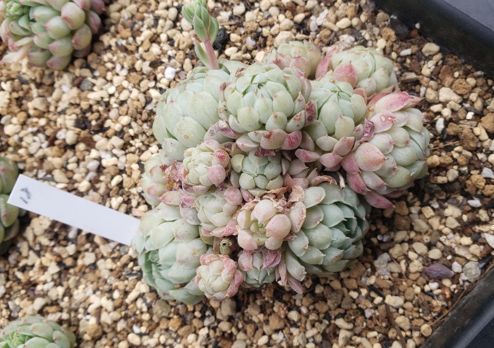 画像10: ラノリンボール/抜き苗（26-4）