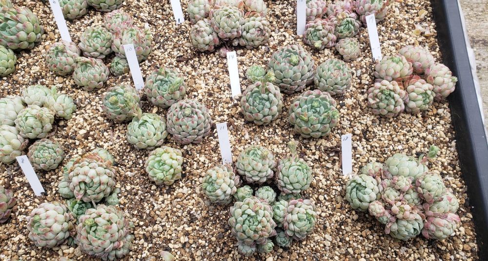 画像8: ラノリンボール/抜き苗（26-4）