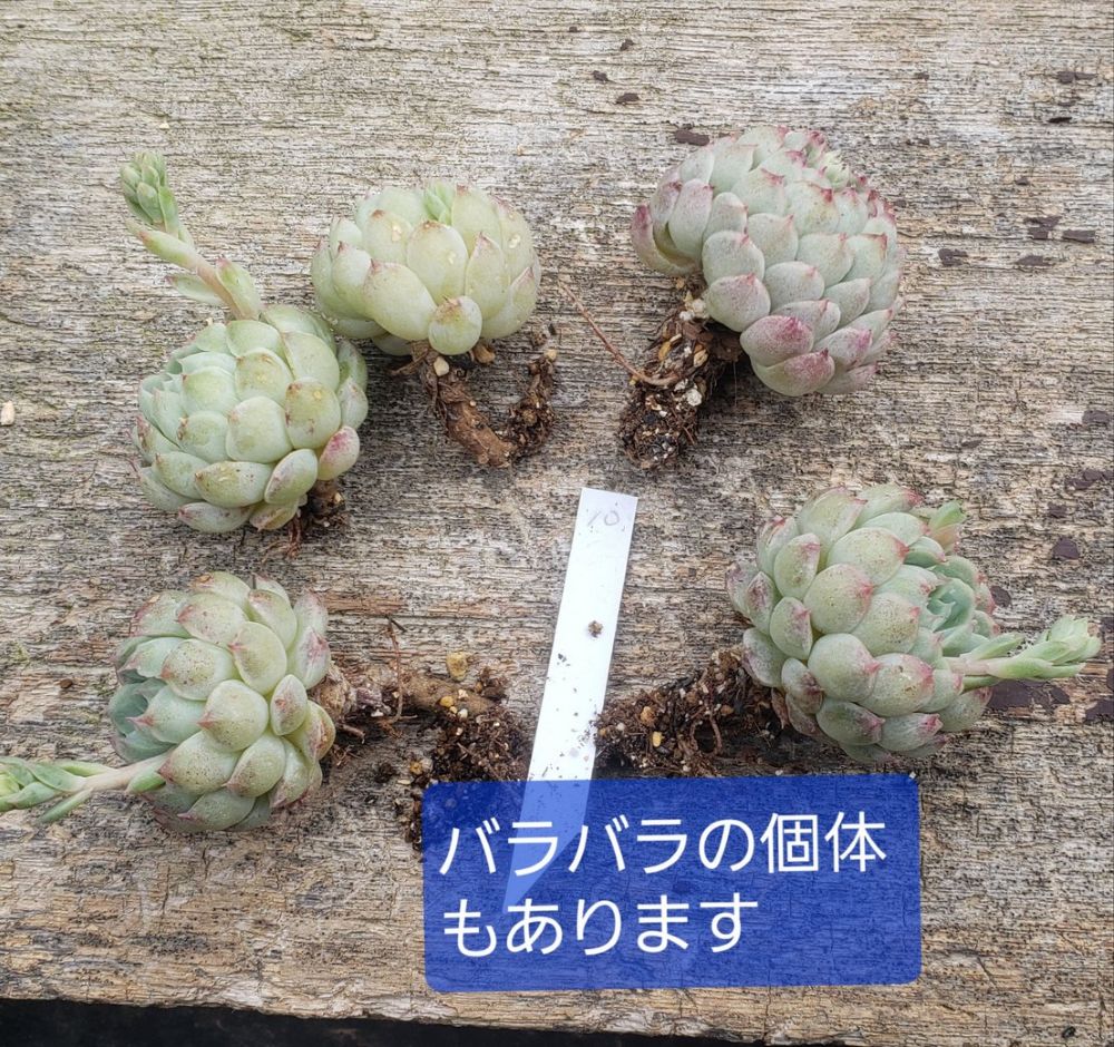 画像3: ラノリンボール/抜き苗（26-4）