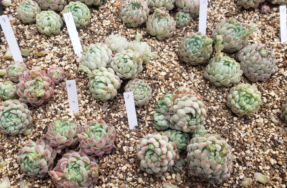 画像6: ラノリンボール/抜き苗（26-4）