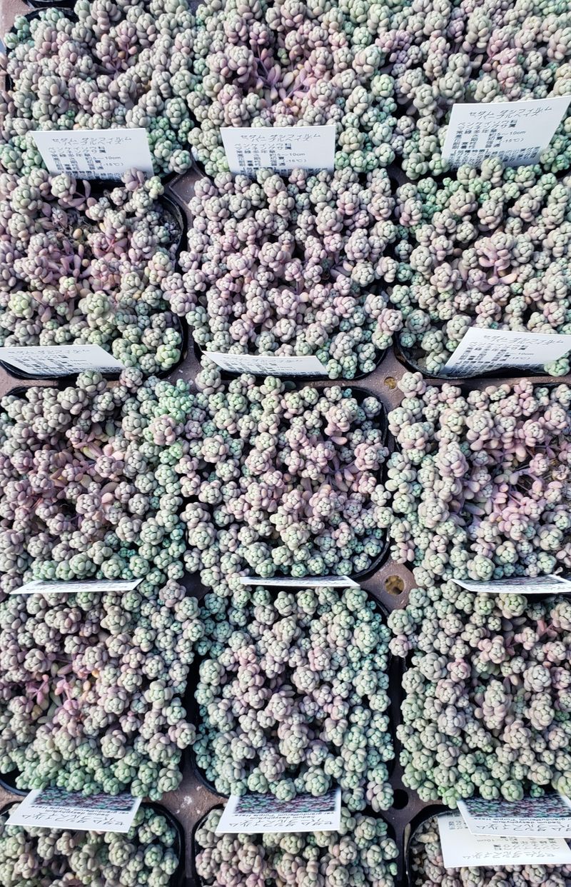 画像4: ダシフィルム”パープルヘイズ/セダム　3寸（26-3）