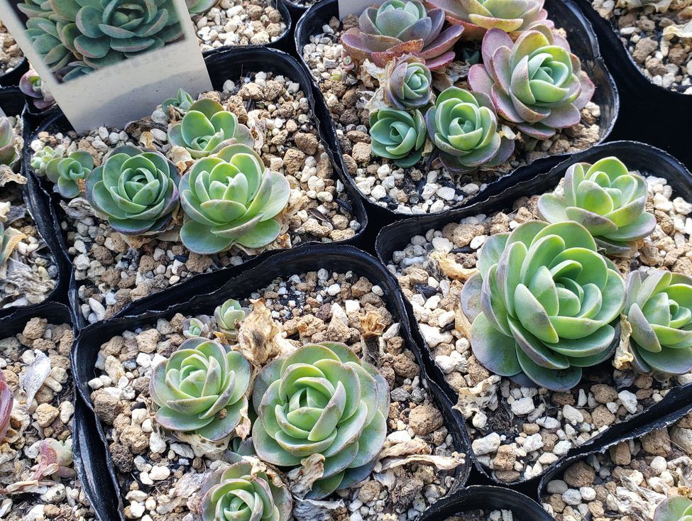 画像2: 千鳥小岩蓮華オロスタキス　（26-3）