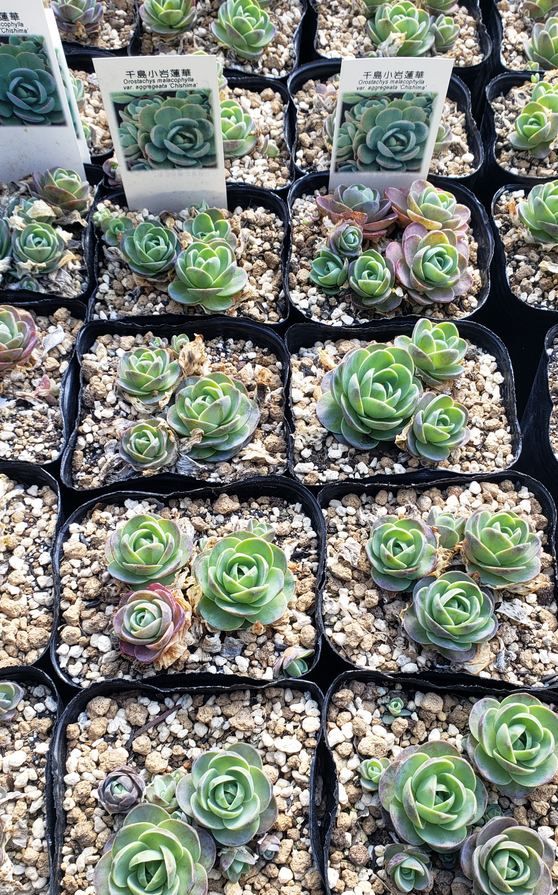 画像1: 千鳥小岩蓮華オロスタキス　（26-3）