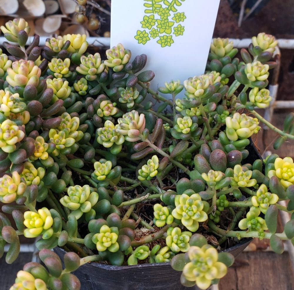 画像4: 斑入りタイトゴメ/セダム　（26-3）