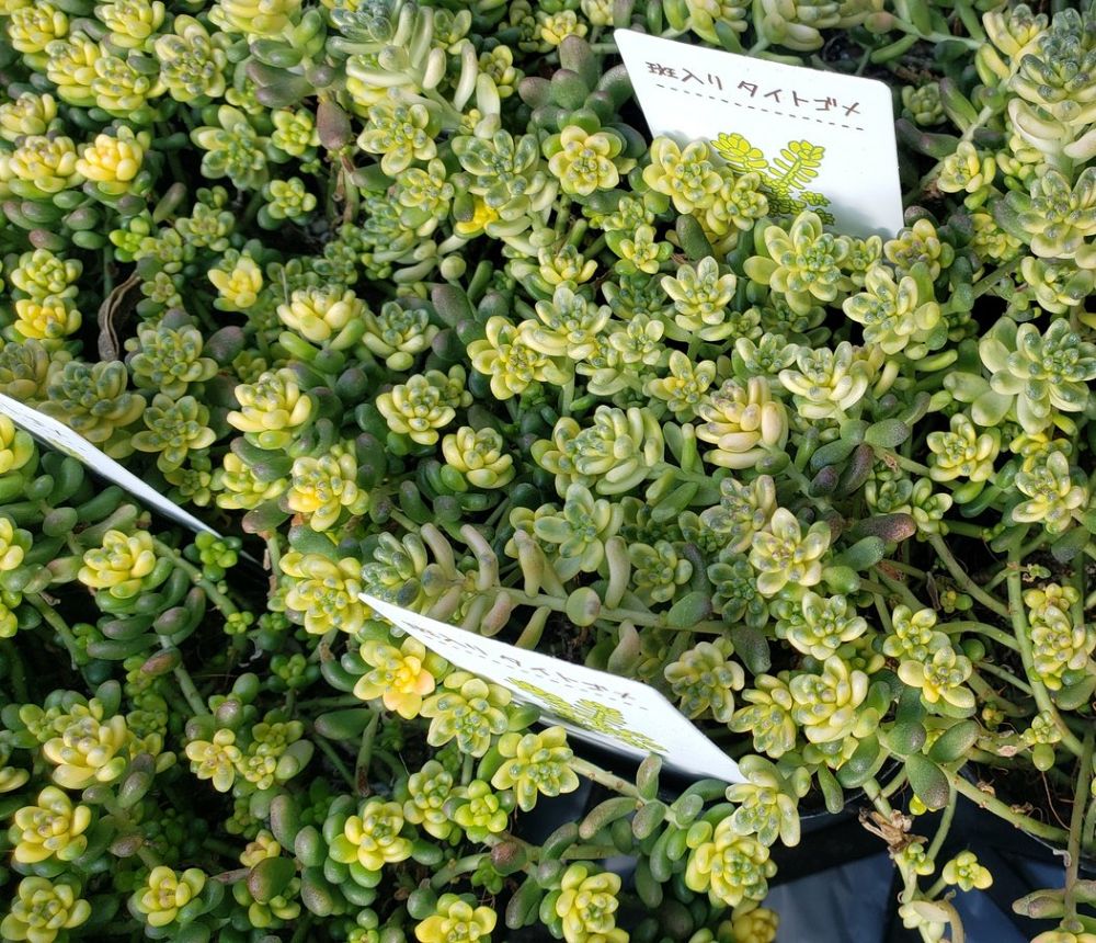 画像2: 斑入りタイトゴメ/セダム　（26-3）