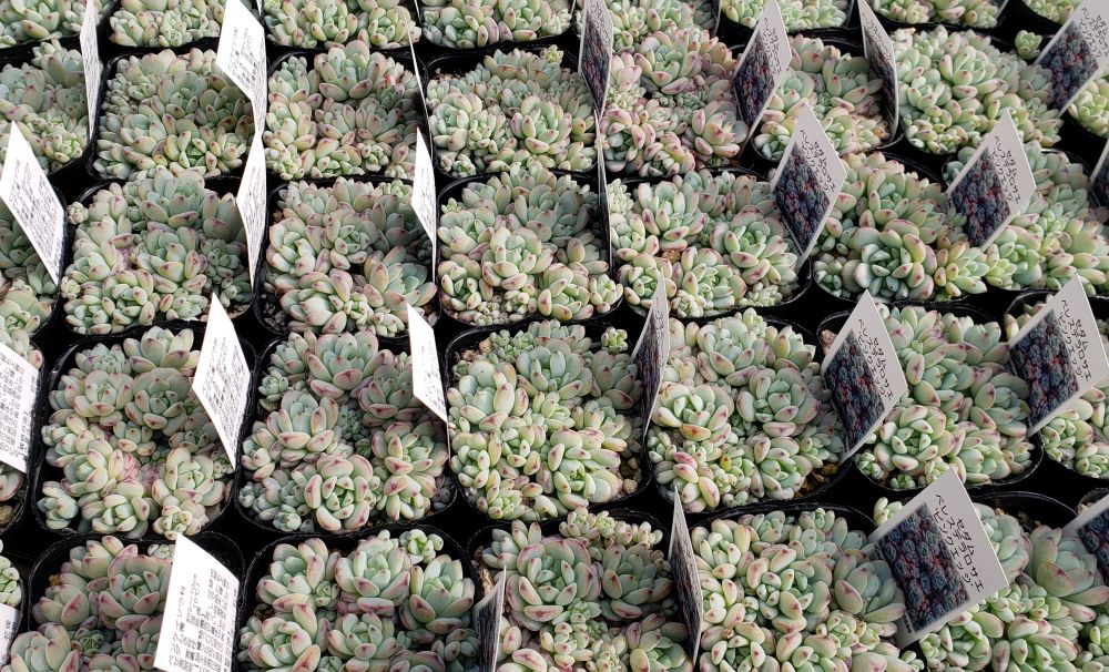 画像2: ぺレスデラロサエ・ピンクエッジ/セダム　2.5寸（26-4）