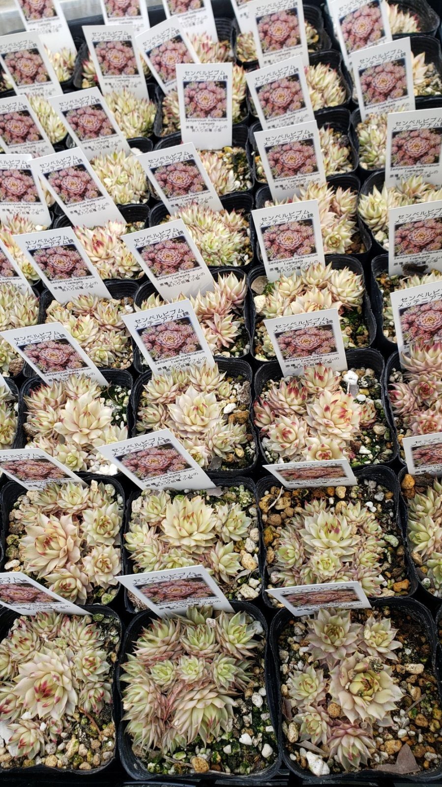 画像1:  メッテニアナム錦 、メッテニー錦 　2.5寸（26-4）