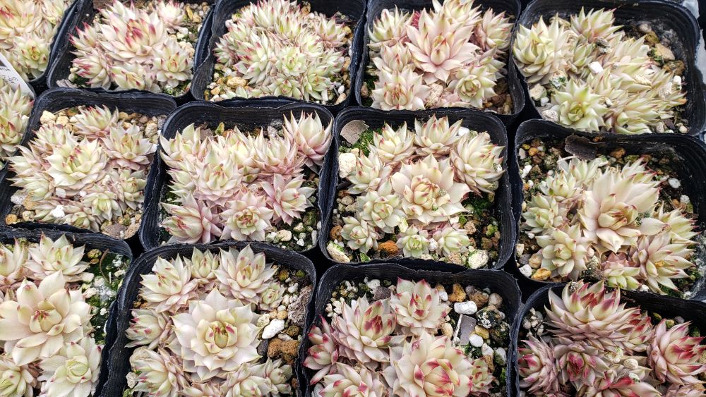 画像2:  メッテニアナム錦 、メッテニー錦 　2.5寸（26-4）