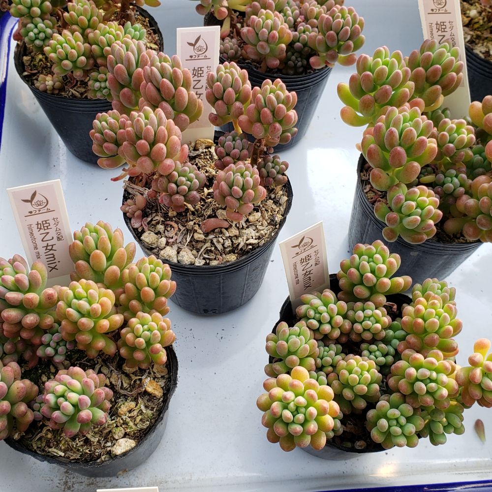 画像2: 姫乙女mix/雫ファーム　2寸（26-4）