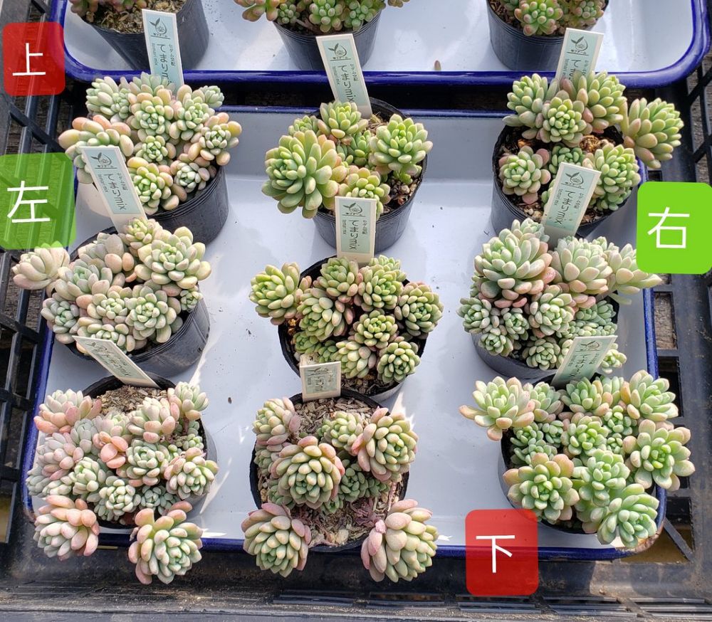 画像1: てまりmix/雫ファーム　2寸（26-4）