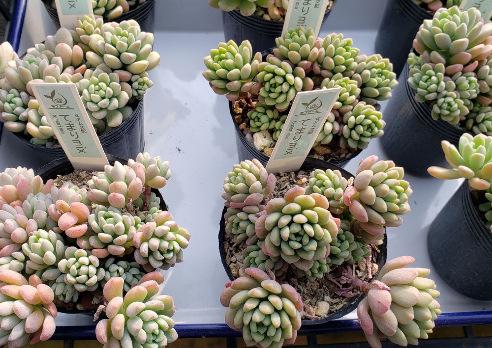 画像2: てまりmix/雫ファーム　2寸（26-4）