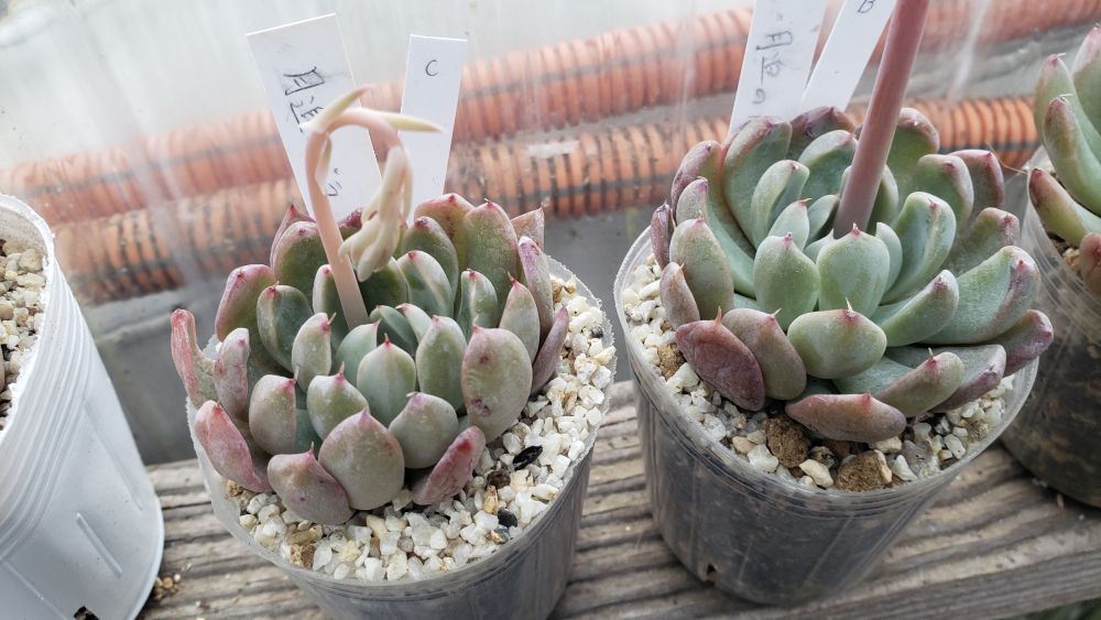 画像3: 月迫の薔薇/群仙園　2寸（26-4）