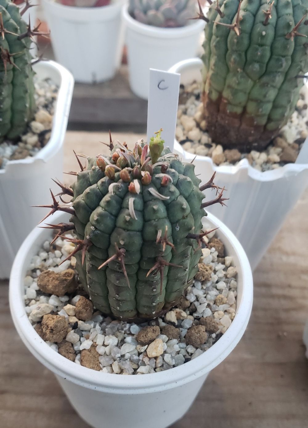 画像3: 群星冠 /Eu- stellispina/群仙園　2寸（26-4）