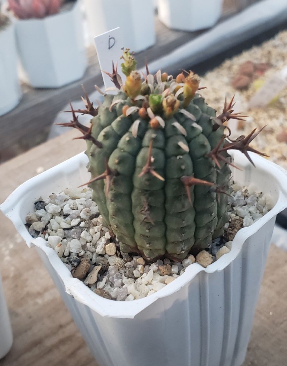 画像4: 群星冠 /Eu- stellispina/群仙園　2寸（26-4）