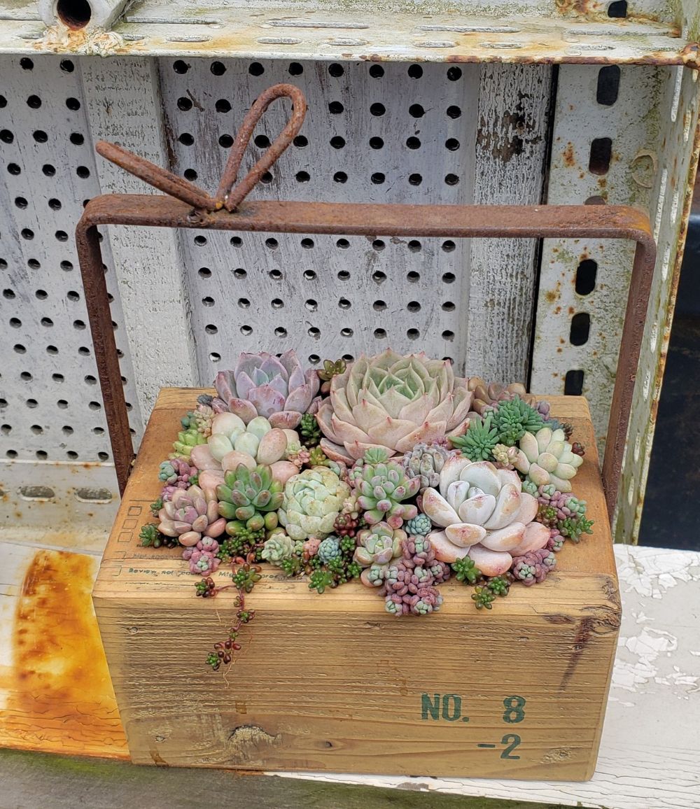 画像3: 贈り物木箱/小+寄せ植えキット（26-5）